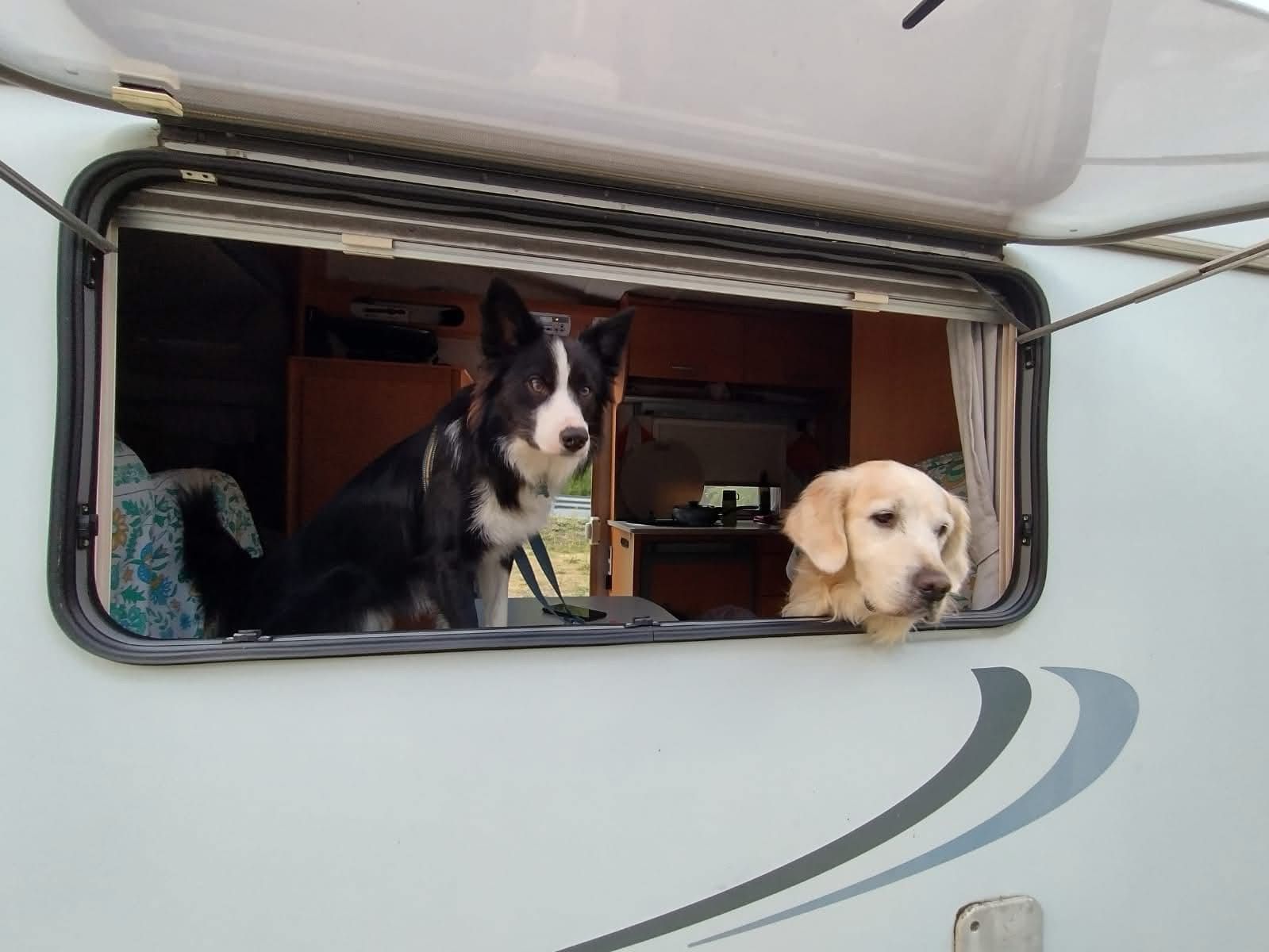 due cani affacciati alla finestra di un camper